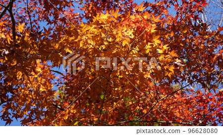 Autumn leaves center north/south 96628080