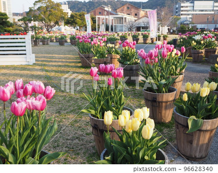 Tulips blooming in winter on Awaji Island 96628340
