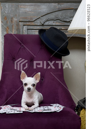 A funny little white dog of the Chihuahua breed with a cheerful muzzle recklessly plays cards, lying in a glamorous purple chair. Cozy interior and a beautiful dog in the frame. A funny little white dog of the Chihuahua breed with a cheerful muzzle recklessly plays cards, lying in a glamorous purple chair. Cozy interior and a beautiful dog in the frame. 96628523