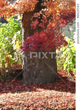 Autumn of the roadside 96628563