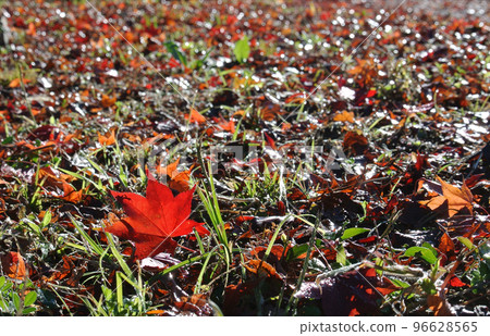 Autumn leaves deciduous 96628565