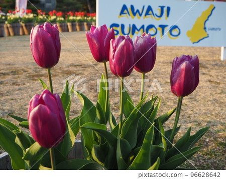 Awaji Island Winter Bloom Tulip 96628642