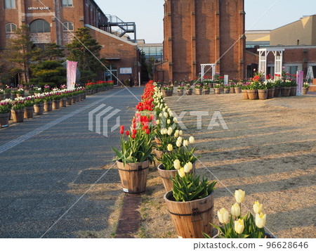 淡路島冬季盛開的鬱金香 淡路島冬季盛開的鬱金香 96628646