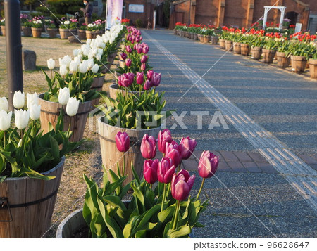 淡路島冬季盛開的鬱金香 96628647