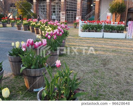 淡路島冬季盛開的鬱金香 96628648