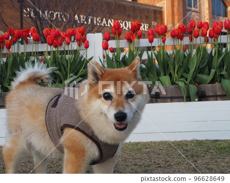 淡路島與狗玩耍 96628649