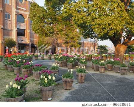 Awaji Island Winter Bloom Tulip 96628651