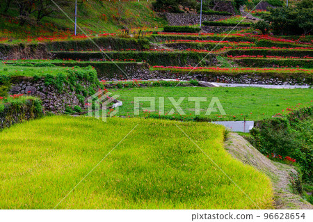 秋雨中在梯田盛開的群孤挺花``旅遊勝地：日本100個最好的梯田，萬松之谷'' 96628654