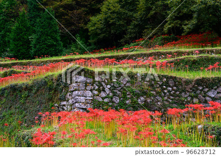 秋雨中在梯田盛開的群孤挺花``旅遊勝地：日本100個最好的梯田，萬松之谷'' 96628712