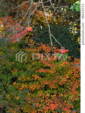 剩下的柿子 96628723