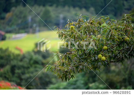 Autumn rain terraced rice fields, chestnuts 96628891