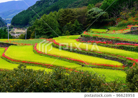 Cluster amaryllis that blooms in the beautiful autumn rain ``Tourist spot: 100 best terraced rice fields in Japan, Bansho no Tanada'' 96628958