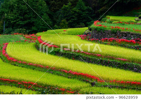 在美麗的秋雨中綻放的群孤挺花``旅遊勝地：日本100個最好的梯田，Bansho no Tanada'' 96628959