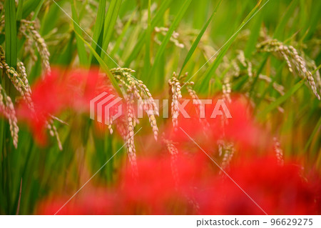 Autumn Rain Harvest: Rice and Cluster Amaryllis Autumn Rain Harvest: Rice and Cluster Amaryllis 96629275