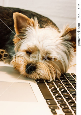 Portrait of funny pet little brown dog lying sleeping on a laptop keyboard. Yorkshire Terrier puppy is sad. Funny pet at home. Cute canine is tired of working at home office. Technology concept. 96629326