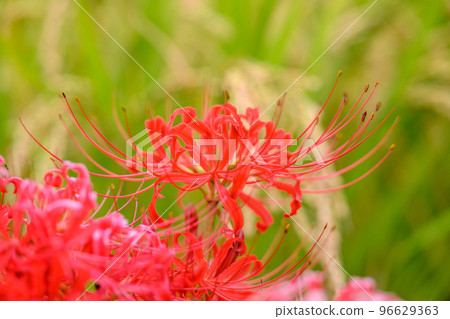 Autumn Rain Harvest: Rice and Cluster Amaryllis Autumn Rain Harvest: Rice and Cluster Amaryllis 96629363