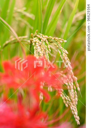 Autumn Rain Harvest: Rice and Cluster Amaryllis Autumn Rain Harvest: Rice and Cluster Amaryllis 96629364