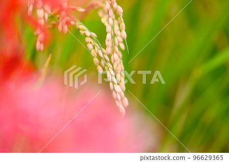 Autumn Rain Harvest: Rice and Cluster Amaryllis 96629365