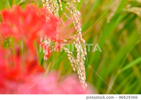 Autumn Rain Harvest: Rice and Cluster Amaryllis 96629366