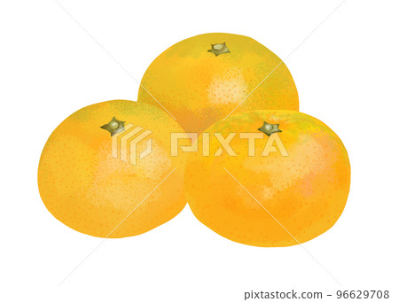 Mandarin orange illustration (hand drawn) Mandarin orange illustration (hand drawn) 96629708