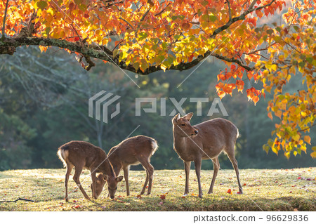 [Nara Prefecture] Autumn leaves and deer 96629836