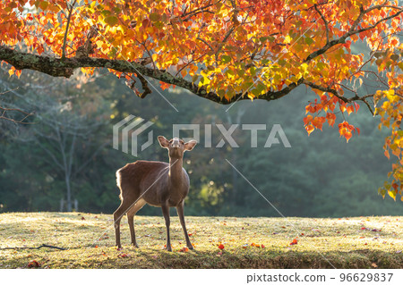 [Nara Prefecture] Autumn leaves and deer 96629837