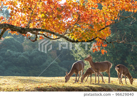 [Nara Prefecture] Autumn leaves and deer 96629840