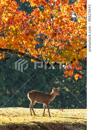 [Nara Prefecture] Autumn leaves and deer 96629841