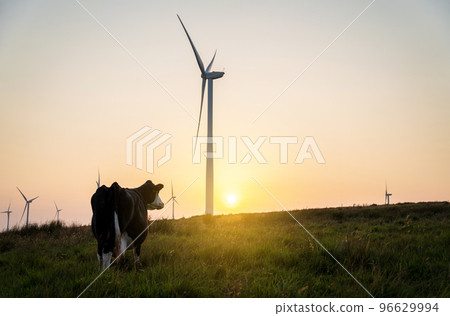 Cow and wind turbines at sunset. Turbines affect livestock and farming, wind power and agriculture, environment problems, environmental impacts of dairy cattle, sustainability concept. 96629994