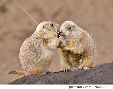 Prairie dogs chatting on top of their burrows 96630028