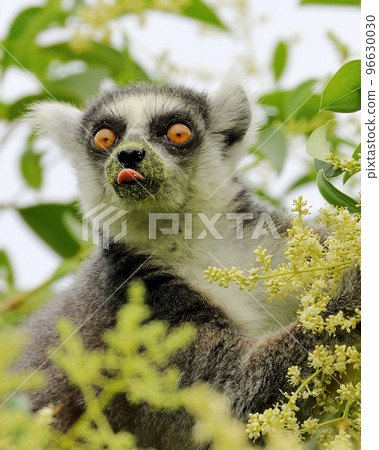 A ring-tailed lemur eating a rat flower 96630030