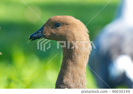 Brown upland goose holds blades of grass with his beak Brown upland goose holds blades of grass with his beak 96630149