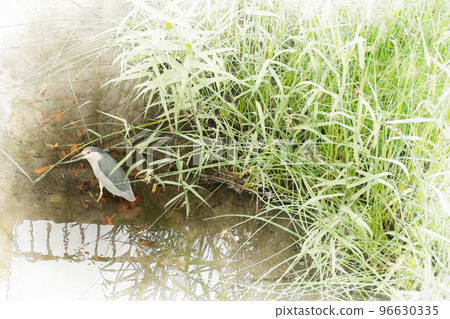 黑冠夜鷺在水邊覓食 96630335