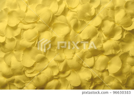 A carpet of cream-colored petals spread all over A carpet of cream-colored petals spread all over 96630383