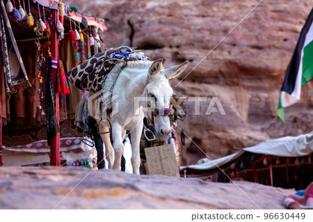 Donkey with saddle at Petra, Jordan Donkey with saddle at Petra, Jordan 96630449