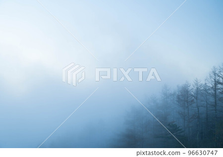 Fujimi-cho, a larch forest covered with fog in the early morning Fujimi-cho, a larch forest covered with fog in the early morning 96630747
