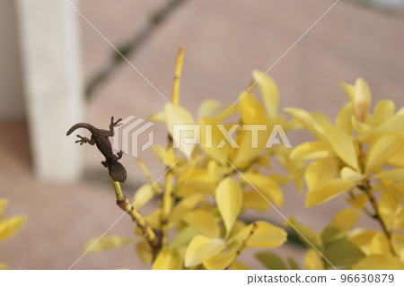 A lizard that pierces a branch in Mozu no Hayanie 96630879