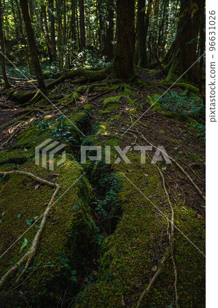 In a spooky forest with cracks In a spooky forest with cracks 96631026