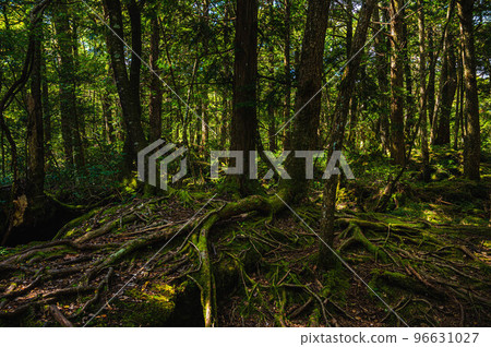 Aokigahara Jukai Aokigahara Jukai 96631027