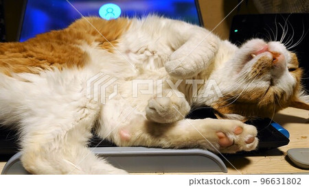 A cat that pampers you on your computer 96631802