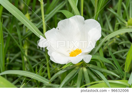 盛開的大花馬齒莧 盛開的大花馬齒莧 96632006