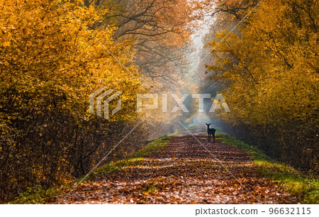 Small Wild deer(dama dama) in autumn magic morning, in the forests of Romania Small Wild deer(dama dama) in autumn magic morning, in the forests of Romania 96632115