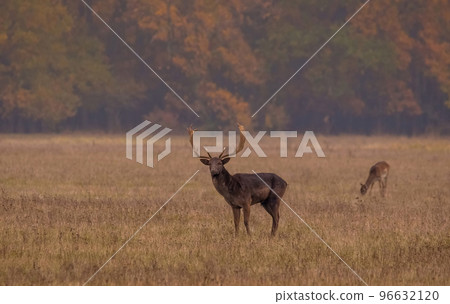 Wild deer(dama dama) in autumn magic morning, in the forests of Romania 96632120