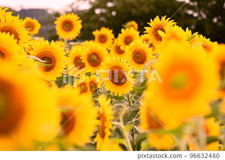 Summer flower Sunflower 96632480