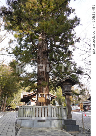 諏訪大社（下神社）沒有本宮。相反，在晴宮，古老的杉樹被用作神樹。 96632493