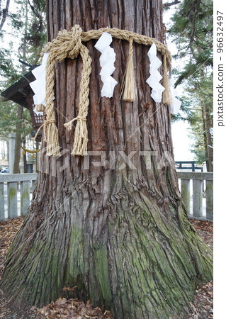 Suwa Taisha Shrine (lower shrine) does not have a main shrine. Instead, in Harumiya, the old Sugi tree is used as a sacred tree. 96632497