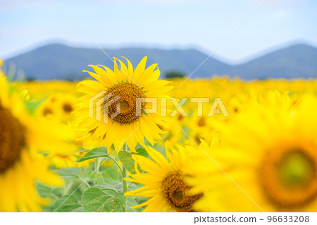Beautiful sunflower flower blooming in sunflowers field. Lopburi province. Beautiful sunflower flower blooming in sunflowers field. Lopburi province. 96633208