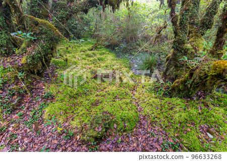 Sphagnum moss in Ang Ka Luang Nature Trail Doi Inthanon National Park 96633268