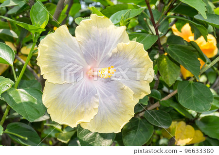 盛開的朱槿 盛開的朱槿 96633380