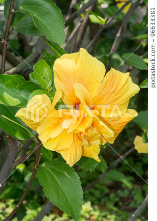 blooming hibiscus 96633381